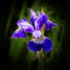 Blue Iris